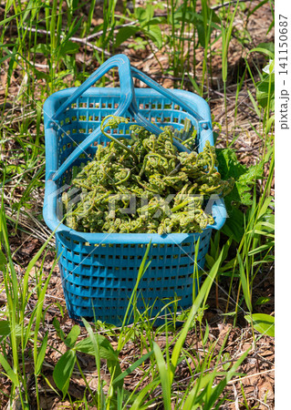Bright blue plastic basket overflowing with curled green fiddlehead ferns set in sunlit grass forest floor. Natural outdoor lighting highlights vibrant green tones organic textures Bright blue plastic basket overflowing with curled green fiddlehead ferns set in sunlit grass forest floor. Natural outdoor lighting highlights vibrant green tones organic textures 141150687