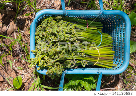 Top view of blue plastic basket holding freshly harvested green fiddlehead ferns on sunlit forest ground. Natural lighting highlights vibrant green tones curly texture Top view of blue plastic basket holding freshly harvested green fiddlehead ferns on sunlit forest ground. Natural lighting highlights vibrant green tones curly texture 141150688