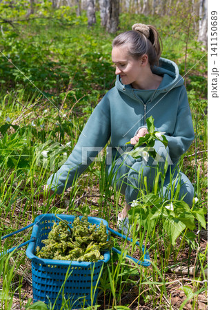 Female in teal hoodie crouching in sunlit forest, collecting white trillium blooms. Green grass, dappled sunlight, natural setting Female in teal hoodie crouching in sunlit forest, collecting white trillium blooms. Green grass, dappled sunlight, natural setting 141150689