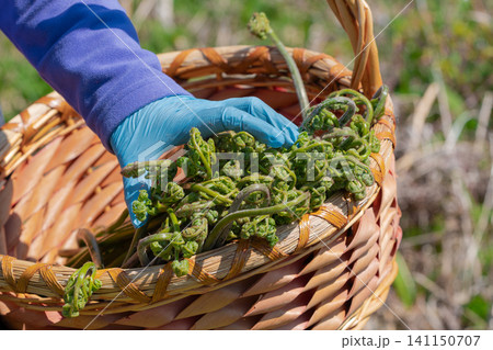 Closeup of gloved hand placing curly green fiddlehead ferns into rustic wicker basket. Natural daylight highlights vibrant green shoots against woven texture 141150707