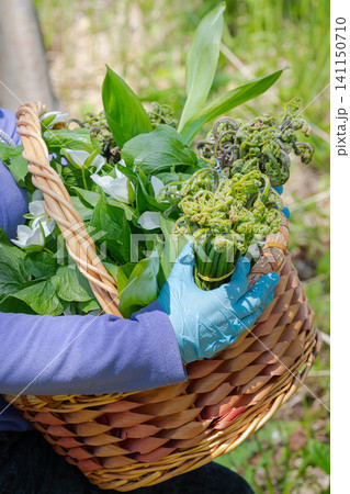 Closeup of hands in blue gloves holding woven basket overflowing with spring foraged greens including coiled fern fiddleheads broad leaves wild garlic and flowers Trillium Camschatcense Closeup of hands in blue gloves holding woven basket overflowing with spring foraged greens including coiled fern fiddleheads broad leaves wild garlic and flowers Trillium Camschatcense 141150710