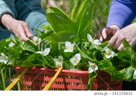 Hands gathering white trillium flowers into red basket in forest setting Hands gathering white trillium flowers into red basket in forest setting 141150832