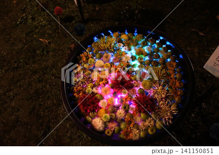 【青森県弘前市】弘前城菊と紅葉まつり 花とリンゴのライトアップ 【青森県弘前市】弘前城菊と紅葉まつり 花とリンゴのライトアップ 141150851