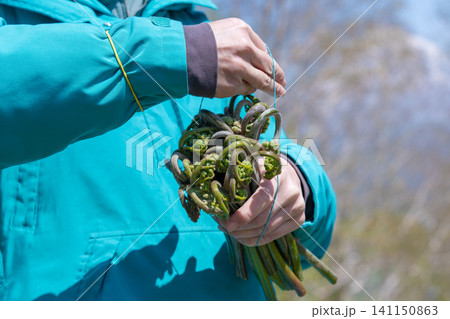 Female hands holding bundle of fresh fiddlehead ferns outdoors Female hands holding bundle of fresh fiddlehead ferns outdoors 141150863