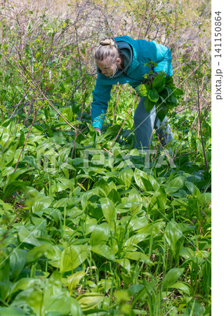 Woman harvesting wild garlic or bear leek in forest undergrowth 141150864