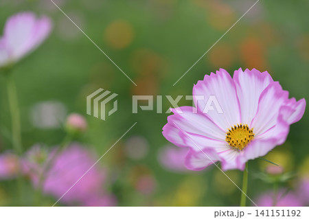 コスモスの花のある風景 コスモスの花のある風景 141151192
