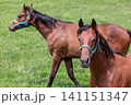 北海道新浦河町、牧場でたたずむ競走馬【7月】 141151347