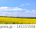 北海道滝川市、満開の菜の花畑【5月】 141151508