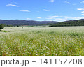 北海道幌加内町、白銀の丘から眺めた満開のそば畑【8月】 141152208