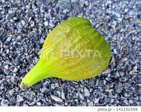 Green Fig Fruit on Asphalt. Green Fig Fruit on Asphalt. 141152309