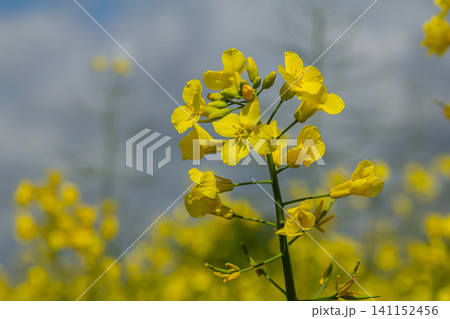 Bright yellow flowers of Brassica napus bloom vibrantly under a cloudy sky in a flourishing rapeseed field during spring season Bright yellow flowers of Brassica napus bloom vibrantly under a cloudy sky in a flourishing rapeseed field during spring season 141152456
