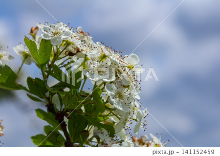 Common hawthorn blooms with white flowers against a cloudy sky during springtime in a natural setting 141152459