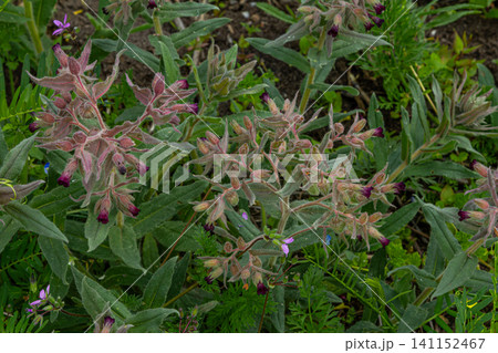 Brown gromwell features distinctive dark flowers hidden among fuzzy bracts and grayish-green leaves in a vibrant garden setting 141152467