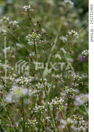 Small white flowers of Capsella bursa-pastoris flourish in the lush green field under the bright sunlight during early spring Small white flowers of Capsella bursa-pastoris flourish in the lush green field under the bright sunlight during early spring 141152469