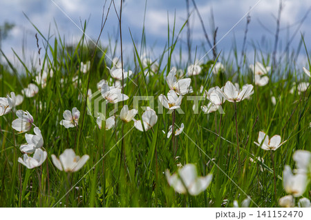 Spring woodland filled with Snowdrop Anemones showcasing delicate white petals amidst lush green grass under a partly cloudy sky Spring woodland filled with Snowdrop Anemones showcasing delicate white petals amidst lush green grass under a partly cloudy sky 141152470