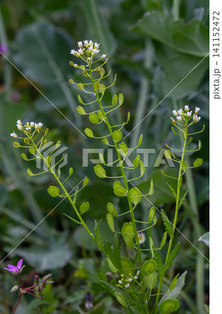 Field pennycress thrives in a lush green environment with white flowers and flat pods during spring blooming Field pennycress thrives in a lush green environment with white flowers and flat pods during spring blooming 141152472