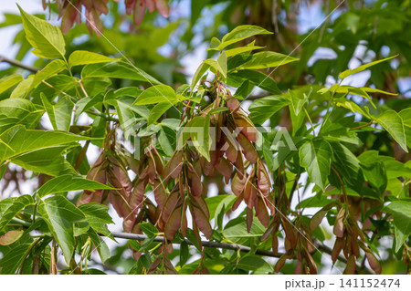 Foliage and samaras of Acer negundo showcase vibrant life in a sunny environment with fast-growing characteristics evident throughout the tree Foliage and samaras of Acer negundo showcase vibrant life in a sunny environment with fast-growing characteristics evident throughout the tree 141152474