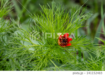 Bright red flowers of Adonis aestivalis showcasing dissected green leaves in a vibrant summer meadow Bright red flowers of Adonis aestivalis showcasing dissected green leaves in a vibrant summer meadow 141152483