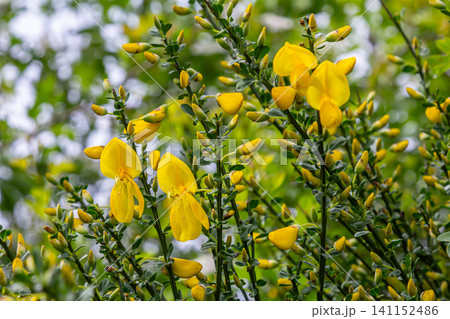 Vibrant yellow flowers of Cytisus scoparius brighten the landscape in a lush garden setting during springtime Vibrant yellow flowers of Cytisus scoparius brighten the landscape in a lush garden setting during springtime 141152486