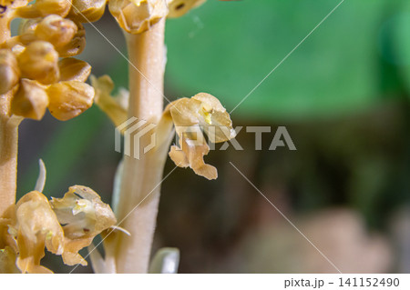 Exploring Neottia nidus-avis the unique bird's-nest orchid found in shady woodlands during early spring bloom 141152490