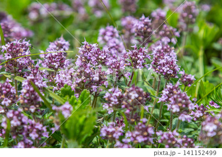 Wild thyme blooms beautifully under the sun with small flowers and fragrant oval leaves in a lush green environment near a natural habitat Wild thyme blooms beautifully under the sun with small flowers and fragrant oval leaves in a lush green environment near a natural habitat 141152499