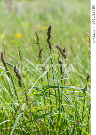 Close-up view of Dactylis glomerata growing in a lush meadow under sunlight showcasing its spikelet clusters and green foliage Close-up view of Dactylis glomerata growing in a lush meadow under sunlight showcasing its spikelet clusters and green foliage 141152500