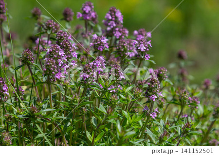 Wild thyme blooms abundantly in a sunny meadow showcasing small purple flowers and lush green leaves during the early summer season Wild thyme blooms abundantly in a sunny meadow showcasing small purple flowers and lush green leaves during the early summer season 141152501