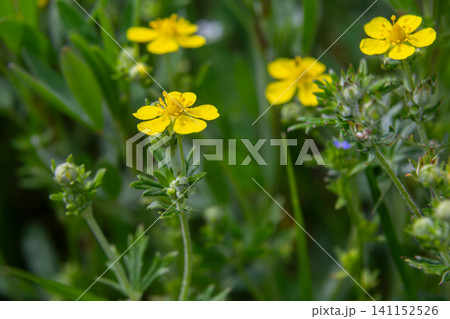 Hoary Cinquefoil blooming in a lush meadow during spring showcasing bright yellow flowers and distinct silvery foliage for nature enthusiasts Hoary Cinquefoil blooming in a lush meadow during spring showcasing bright yellow flowers and distinct silvery foliage for nature enthusiasts 141152526
