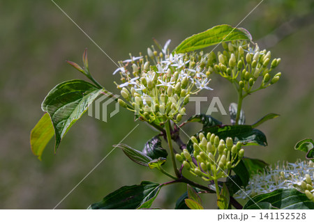 Common dogwood shrub displaying clusters of white flowers and vibrant green foliage in a sunny field during springtime Common dogwood shrub displaying clusters of white flowers and vibrant green foliage in a sunny field during springtime 141152528