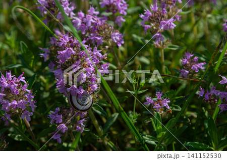Exploring a vibrant patch of Thymus serpyllum with delicate pink-purple flowers and a snail gracefully climbing a stem in a sunlit garden Exploring a vibrant patch of Thymus serpyllum with delicate pink-purple flowers and a snail gracefully climbing a stem in a sunlit garden 141152530