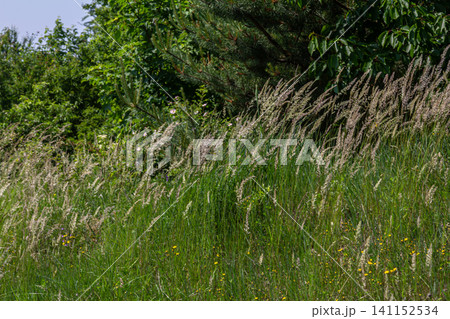 Bushgrass and wood small-reed thrive in a lush green landscape under bright sunlight in late spring Bushgrass and wood small-reed thrive in a lush green landscape under bright sunlight in late spring 141152534