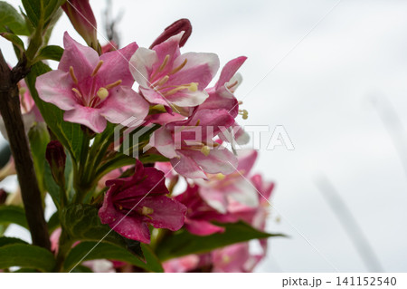 Vibrant weigela florida blooms showcasing pink bell-shaped flowers in a garden during springtime Vibrant weigela florida blooms showcasing pink bell-shaped flowers in a garden during springtime 141152540