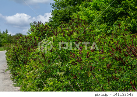 Explore the beauty of Amorpha fruticosa blooming along a rural path surrounded by lush greenery and blue skies Explore the beauty of Amorpha fruticosa blooming along a rural path surrounded by lush greenery and blue skies 141152548