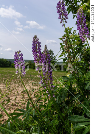 Tall purple flower spikes of Lupinus polyphyllus bloom in a lush field under a bright sky Tall purple flower spikes of Lupinus polyphyllus bloom in a lush field under a bright sky 141152551