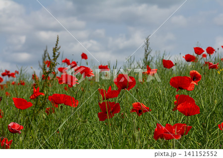 Vibrant field of Papaver rhoeas also known as Common Poppy blooming under the cloudy sky in a natural landscape Vibrant field of Papaver rhoeas also known as Common Poppy blooming under the cloudy sky in a natural landscape 141152552