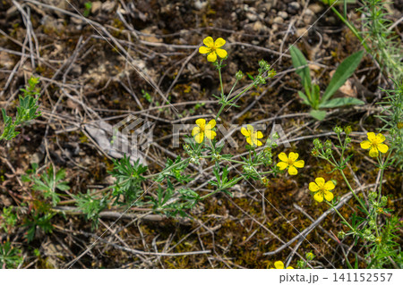 Potentilla argentea blooms in a natural habitat with vibrant yellow flowers and silvery green foliage on a sunny day Potentilla argentea blooms in a natural habitat with vibrant yellow flowers and silvery green foliage on a sunny day 141152557