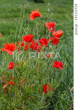 Vibrant red papaver rhoeas blossoms sway gently in a lush green field during a bright sunny day in spring Vibrant red papaver rhoeas blossoms sway gently in a lush green field during a bright sunny day in spring 141152558