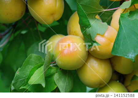 Apricots are ripening Apricots are ripening 141152588