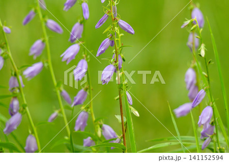 Blue Campanula trachelium blossom Blue Campanula trachelium blossom 141152594