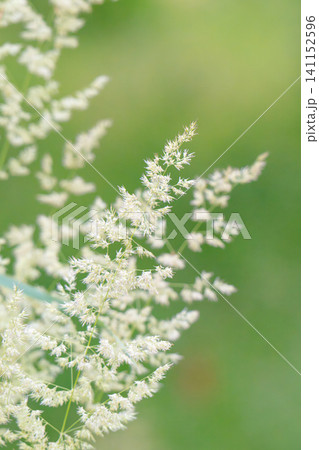 Delicate wild grass swaying in sunlit green meadow. Soft natural bokeh in background, tranquil and lightness nature scene. Texture of grass blades and seed heads creating dreamy 141152596