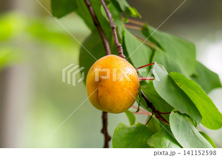 Apricots are ripening Apricots are ripening 141152598