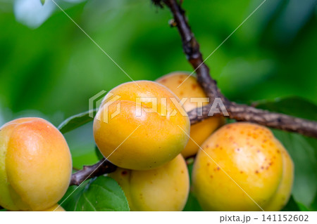Apricots are ripening Apricots are ripening 141152602