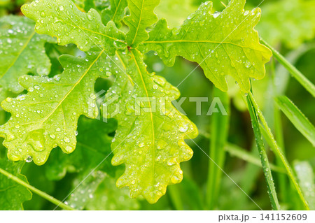 oak tree in the spring growing in the park oak tree in the spring growing in the park 141152609