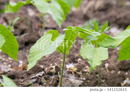 bean sprouts on a garden bed 141152633