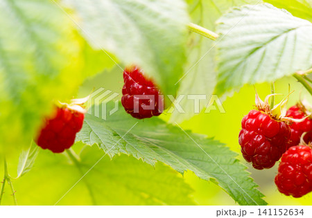 Ripe raspberry In the fruit garden. 141152634