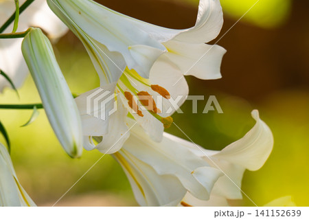 Lily Blossom Against Green Background Lily Blossom Against Green Background 141152639