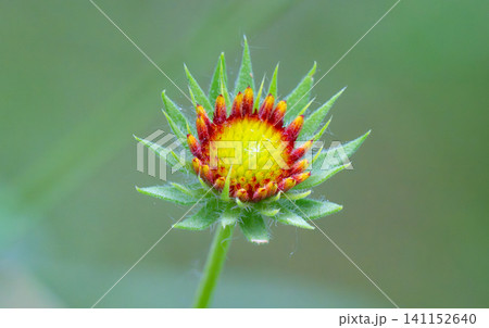 Beautiful Gaillardia flower growing in a garden Beautiful Gaillardia flower growing in a garden 141152640