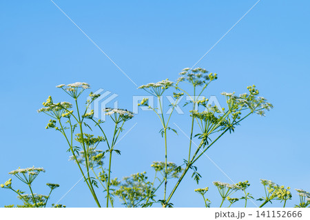 abstract blossom flowers 141152666