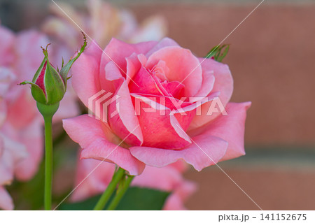 Pink roses in bloom Pink roses in bloom 141152675
