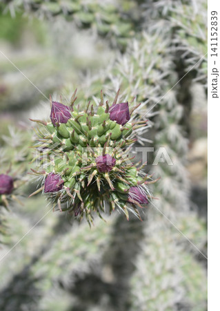 Vibrant Purple Buds of Tree Cholla Cactus 141152839